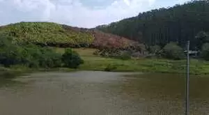 Fazenda a venda com área de 62 alqueires sendo 40 alqueires de eucaliptos - Imagem 2