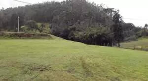 Fazenda a venda com área de 62 alqueires sendo 40 alqueires de eucaliptos - Imagem 3