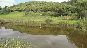 Fazenda a venda com área de 62 alqueires sendo 40 alqueires de eucaliptos - Imagem 5