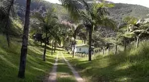 Fazenda a venda com área de 62 alqueires sendo 40 alqueires de eucaliptos - Imagem 7