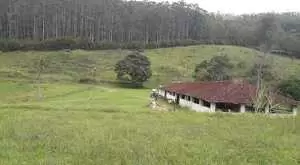 Fazenda a venda com área de 62 alqueires sendo 40 alqueires de eucaliptos - Imagem 8