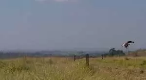 Vários terrenos a venda proximo a cidade de Santo Antonio do Pinhal - Imagem 3