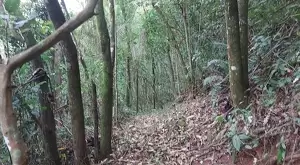 Terreno à Venda - 4 Alqueires no Bairro da Fartura - Imagem 4