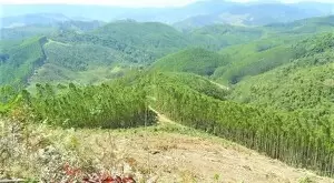 Fazenda com área de 43 Alqueires a venda em São Francisco Xavier - Imagem 12