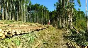 Fazenda com área de 43 Alqueires a venda em São Francisco Xavier - Imagem 13