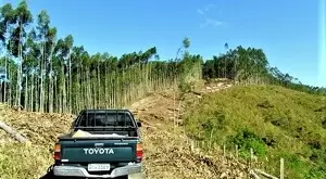 Fazenda com área de 43 Alqueires a venda em São Francisco Xavier - Imagem 14