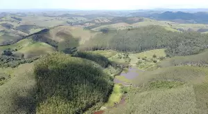 Fazenda a venda com área de 62 alqueires sendo 40 alqueires de eucaliptos - Imagem 10