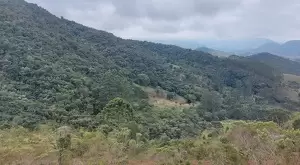 33 ALQUEIRES COM MUITA MATA EM SÃO FRANCISCO XAVIER