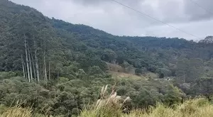 33 ALQUEIRES COM MUITA MATA EM SÃO FRANCISCO XAVIER - Imagem 2