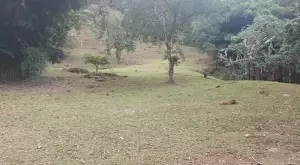 33 ALQUEIRES COM MUITA MATA EM SÃO FRANCISCO XAVIER - Imagem 3
