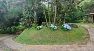 Sítio com riacho e cachoeira - Imagem 2