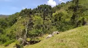 Sítio para venda em santa barbara a 7 km do centro de São Francisco Xavier - SP - Imagem 9