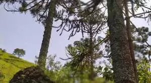 Sítio para venda em santa barbara a 7 km do centro de São Francisco Xavier - SP - Imagem 12