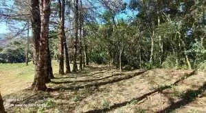 Terreno a venda em São Francisco Xavier com área de 6 Alqueires - Imagem 8