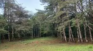 Terreno a venda em São Francisco Xavier com área de 6 Alqueires - Imagem 11