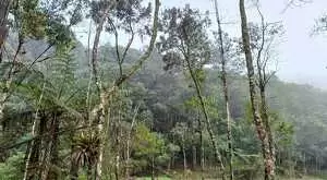 Terreno a venda em São Francisco Xavier com área de 6 Alqueires - Imagem 13
