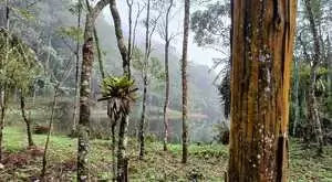 Terreno a venda em São Francisco Xavier com área de 6 Alqueires - Imagem 15