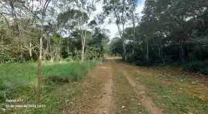 Terreno com área de 5 alqueires a venda em São Francisco Xavier - SP