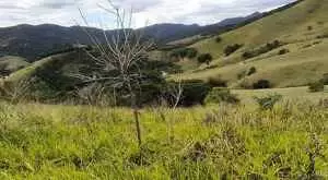 MONTEIRO LOBATO - LINDA VISTA - Imagem 2