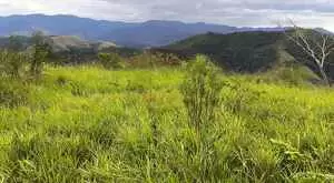 MONTEIRO LOBATO - LINDA VISTA - Imagem 4