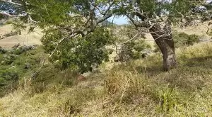 Monteiro Lobato - Bela vista - Imagem 9