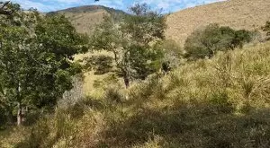 Monteiro Lobato - Bela vista - Imagem 10