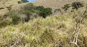 Monteiro Lobato - Bela vista - Imagem 12
