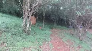 Sítio Encantador em São Francisco Xavier - Imagem 8