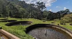 Aluguel de Estrutura para Piscicultura – São Francisco Xavier, SP - Imagem 10