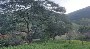 Chácara a venda no bairro do Souza Monteiro Lobato - Imagem 4