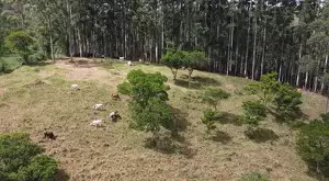 Chácara a venda no bairro do Souza Monteiro Lobato - Imagem 10