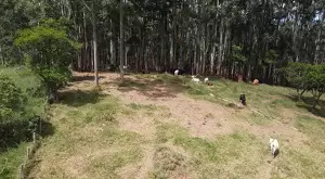 Chácara a venda no bairro do Souza Monteiro Lobato - Imagem 11