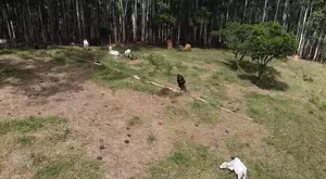 Chácara a venda no bairro do Souza Monteiro Lobato - Imagem 12