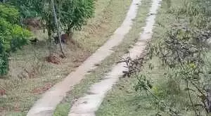 Chacara a venda em Monteiro Lobato - Imagem 3