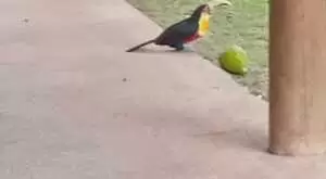 Chacara a venda em Monteiro Lobato - Imagem 10