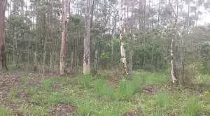 Terreno com área de 20 mil m² - Imagem 4