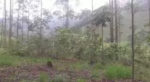 Terreno com área de 20 mil m² - Imagem 7