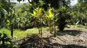 Chácara à Venda – Oportunidade Imperdível! - Imagem 7