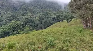 Terreno de 5 Alqueires – Bairro do Cafundó, São Francisco Xavier - Imagem 3